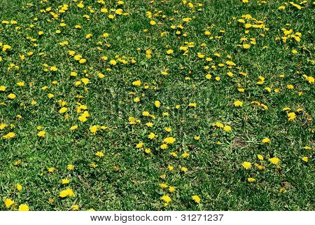 Podběl květ na zeleném pozadí, Tussilago Farfara