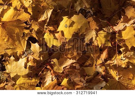 Top View Of The Scattered Yellowed Maple Leaves Lie On The Ground On A Dry Sunny Autumn Day. Co-conc