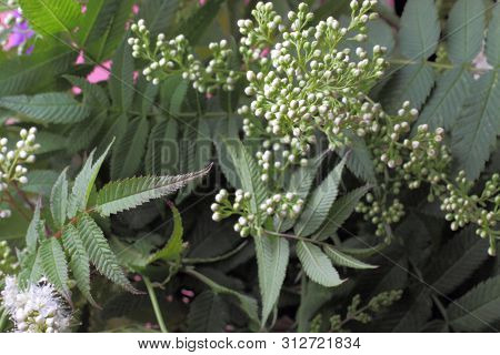 Bright White Flowers (sorbaria Sorbifolia) On A Pink Background, Beautiful Thin Stamens. Natural Col