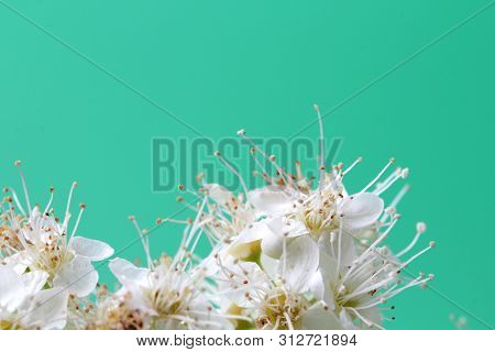 Bright White Flowers (sorbaria Sorbifolia) On A Green Background, Beautiful Thin Stamens. Place For 
