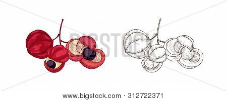 Bundle Of Colorful And Monochrome Drawings Of Guarana Fruits. Tropical Edible Crop, Superfood Produc