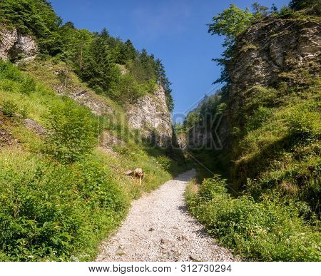 Hiking Trail In The Mountains Leading Through The Gorge -the Szopczański Gorge (przełęcz Szopka),pie