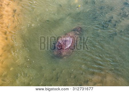 A Hippopotamus Under Water In The Crocodile River Near Malalane In The Mpumalanga Province
