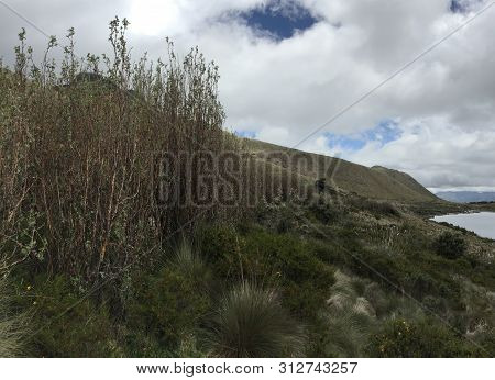 Sierra Of Ecuador, A Dry Landscape With Small Plants Next To A Lake
