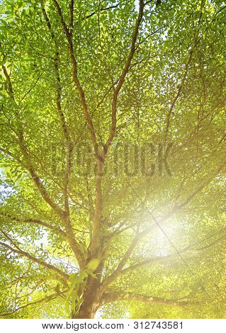 Green Leaves Of Terminalia Ivorensis Tree Shot Form Under To Top With Sky