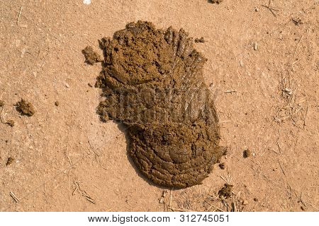 Top View Of Cow Feces.
Cow Feces On The Floor.