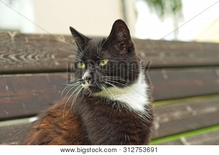 Portrait Shot Of A Tuxedo Cat Outdoors