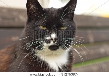 Portrait Shot Of A Tuxedo Cat Outdoors