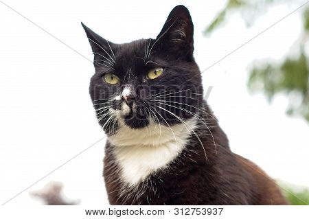 Portrait Shot Of A Tuxedo Cat Outdoors