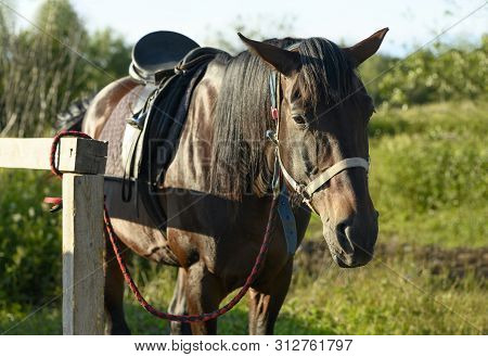 The Saddled Thoroughbred Horse Is Standing Near The Hitching Post In Outdoors.