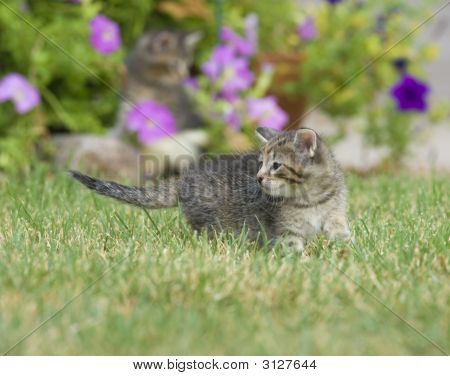 Chaton dans l'herbe