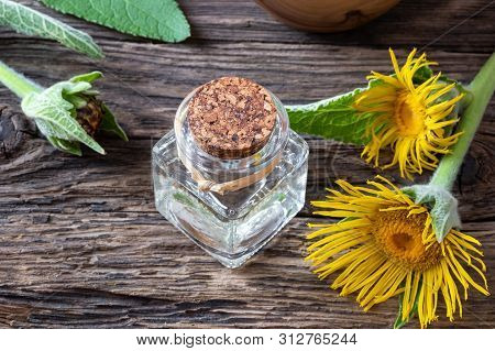 A Bottle Of Essential Oil With Blooming Elecampane Plant