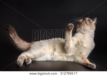Thai Light Kitten Lies On Its Side With The Front Paw Raised.
