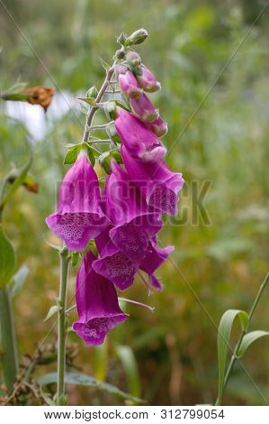 Purple Foxglove In England. Wild Flowers. Closeup. Digitalis Purpura.