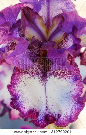 Close-up Of Flower Petals Bearded Iris, Classic Look Variety With Blurred Background