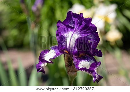 Close-up Of Flower Petals Iris Alberti Regel