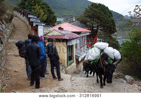 Namche Bazaar, Nepal - May 15, 2019: Everyday street life. Group of nepali people standing waiting while cargo yaks walking on trail next to buddhist monastery