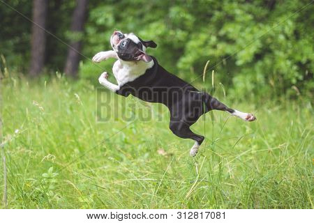 Dog Breed Boston Terrier In Flight From Jumping Outdoors In The Park In The Summer