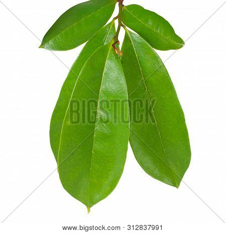 Soursop Leaf Isolated Cut Out On White Background