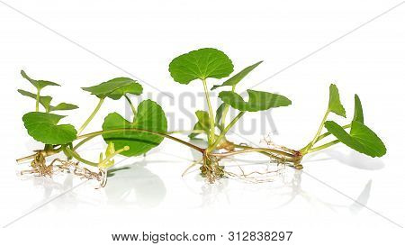 Centella Asiatica Plant Isolated On White Background