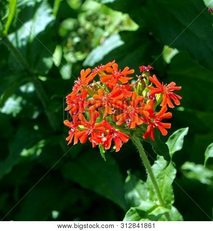 Bright Red Flower With Buds In The Shape Of A Ball With The Name Lychnis Maltese Cross On A Bright G