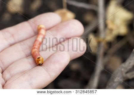 Red Zeuzera Coffeae Or Moths Stem Borer Destroy Tree On Woman Hands's Farmer Which Agriculture Garde