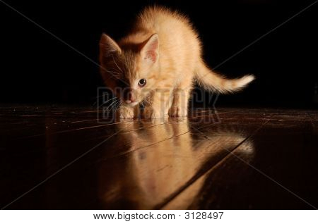 Kitten
