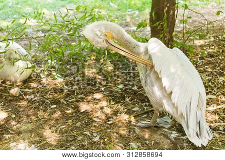 White Pelican Is A Bird In The Pelican Family Summer.