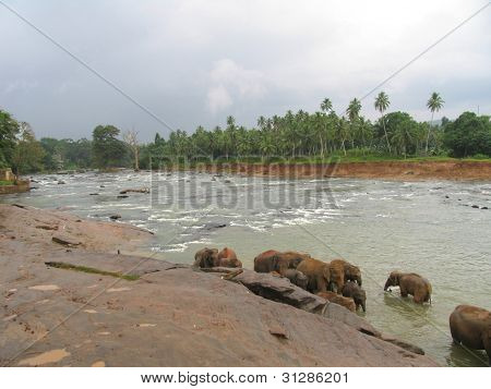 Elephants in the river 2