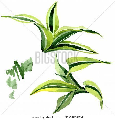 Dracena Green Leaves. Leaf Plant Floral Foliage. Watercolor Background Set. Isolated Dracena Illustr