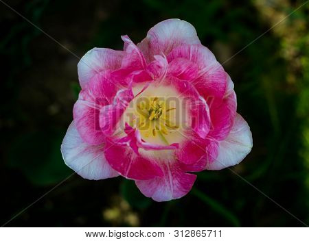 White Pink Tulip With A Yellow Center On A Background Of Green Grass. Close Up. Tulip Flaming Puriss