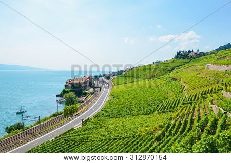 Beautiful Terraced Vineyards On Slopes By Geneva Lake, Switzerland. Famous Lavaux Wine Region, Unesc
