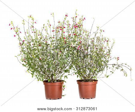 Salvia Microphylla In Front Of White Background
