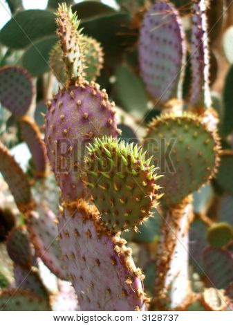 Rare Saguaro Desert Cactus