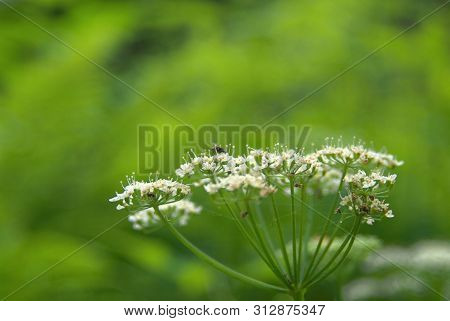 Flowers Of Sium Latifolium In The Forest In The Evening , Russia