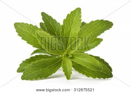 Stevia Rebaudiana  Isolated On A White Background