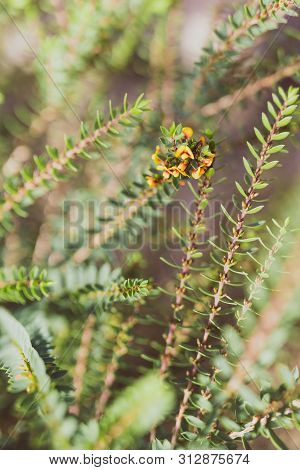 Eutaxia Obovata Also Called Egg And Bacon Plant With Yellow Flowers