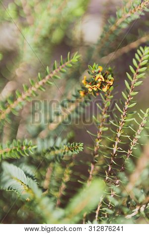 Eutaxia Obovata Also Called Egg And Bacon Plant With Yellow Flowers