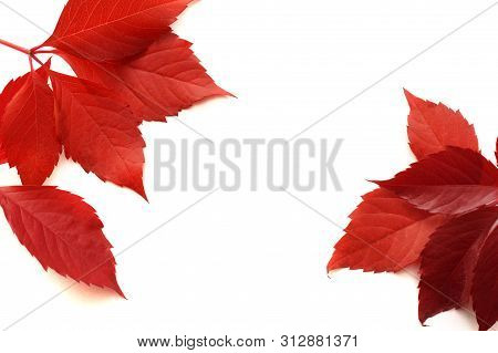 Frame With Autumn Colorful Leaves Isalated On White Background. Top View. Fall Flat Lay With Place F