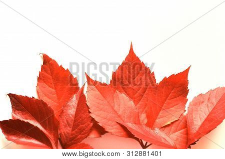 Frame With Autumn Colorful Leaves Isalated On White Background. Top View. Fall Flat Lay With Place F