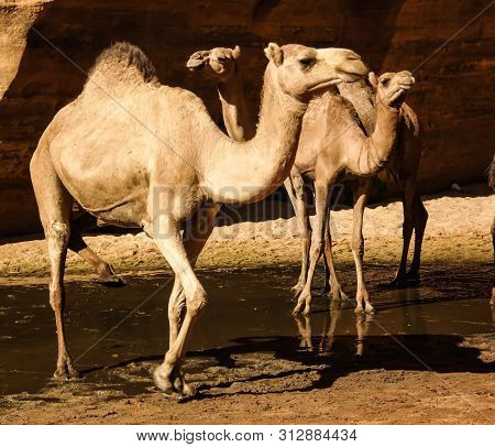 Portrait Of Drinking Camels In Canyon Aka Guelta Bashikele In East Ennedi, Chad