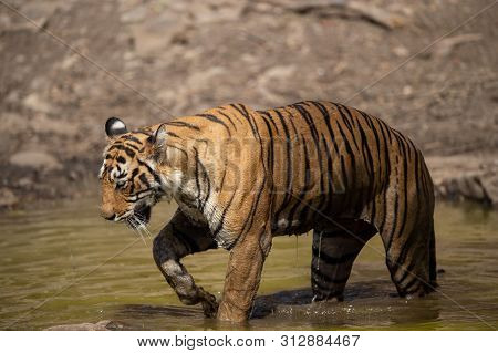 Royal Bengal Female Tiger Resting In Water Body Of The Jungle. Animal In Forest Stream Near Rock And