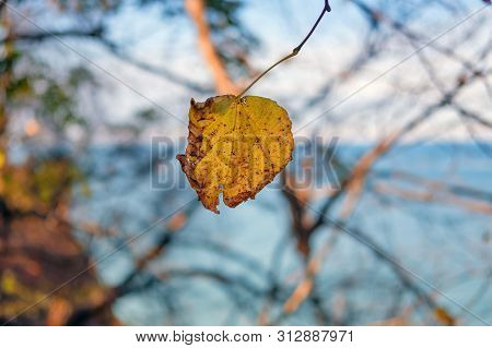 Dried Yllow Leaf With Blurred Coast Background