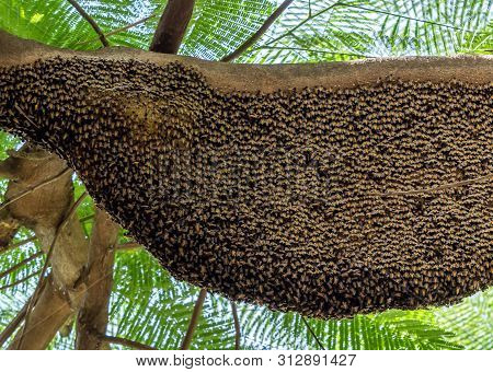 Closeup Huge Beehive Of Giant Honey Bees On A Branch