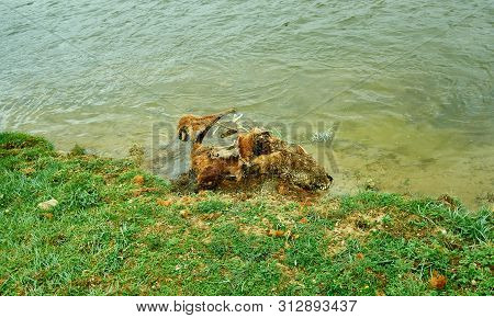 Gnawed Goat Skeleton, Zavkhan River,  River In The Govi-altai Mongolia