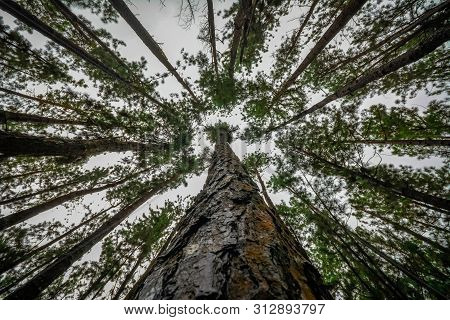 Vagamon, Kerala, India- 07 July 2019: Pine Forest In Vagamon Hills
