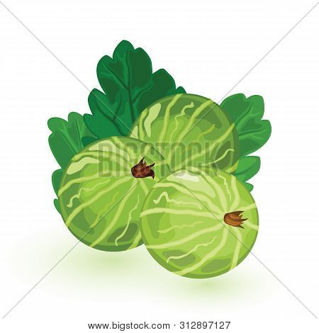 Sweet And Sour Green Gooseberry With Leaves. Eatberry Is Natural Antioxidant. Ingredient For Healthy