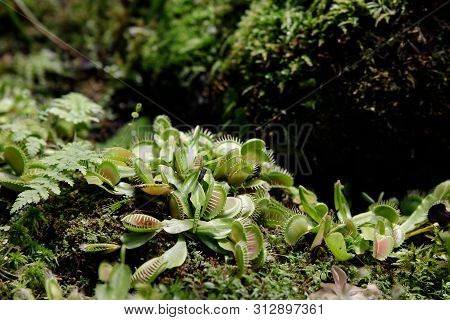 Carnivorous Venus Fly Traps Dionaea Muscipula And Sundews Drosera Capensis Plants Secrete Digestive 