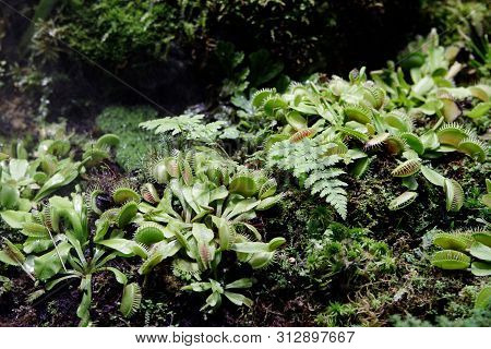 Carnivorous Venus Fly Traps Dionaea Muscipula And Sundews Drosera Capensis Plants Secrete Digestive 
