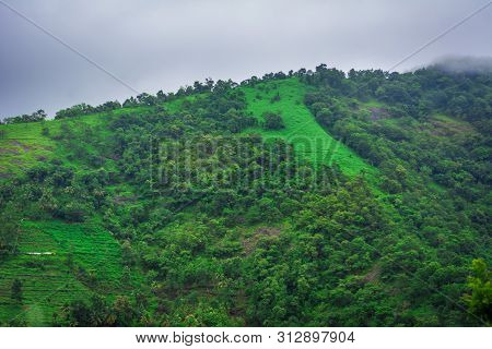 Vagamon, Kerala, India- 07 July 2019: Pine Forest In Vagamon Hills